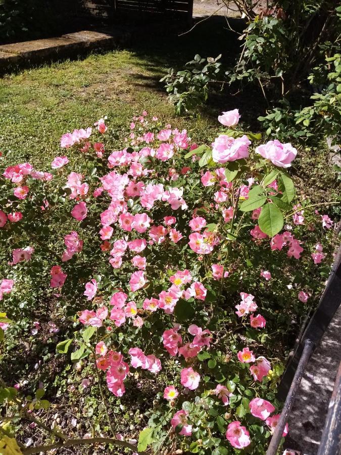 Bed and Breakfast Domaine de Pladuc Lachaise Exterior foto